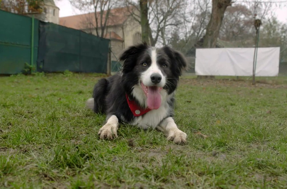 Pikošky o seriáli Bodka: Zločinci v štábe!