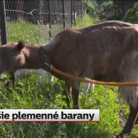 Denný horoskop pre znamenia Baran