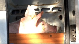 Štátni veterinári bojujú s morom ošípaných: Museli usmrtiť ďalšie nelegálne dovezené prasiatko