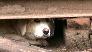 Falco žil na metrovej reťazi, hrozila mu otrava krvi
