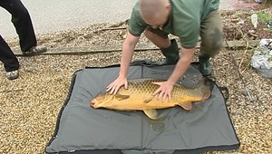 Kapor na torte? Nie! Kapor na tanieri :)