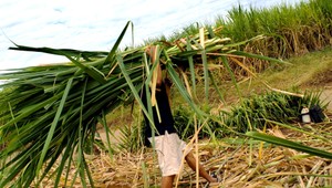Biopalivá končia. Európska únia dala za pravdu expertom