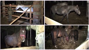 Majiteľ vyhladovaných, týraných koní: Uhynuli? To je normálne!