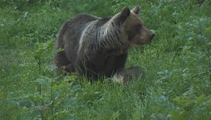 Vybral sa na huby, no natrafil na medvedicu s mláďatami. Muža museli ošetriť záchranári