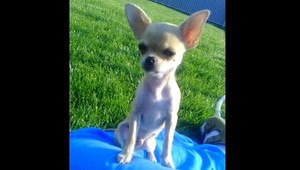 V Bratislave sa stratila miničivava Luky!