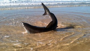 Žralok uviazol na pláži. Odvážny muž ho odtiahol do mora za plutvu