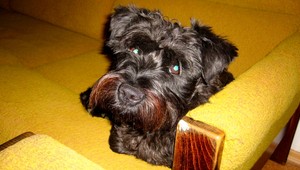 Riki ušiel z domu, majitelia ponúkajú odmenu