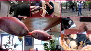 VIDEO. Celebrity roku 2012 alebo najlepšie zvieracie bodky Novín