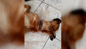 Otrasný prípad týrania zvierat: Psík mal reťaz vrastenú do krku