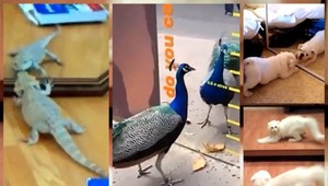 Toto sú prvé stretnutia zvierat so zrkadlom