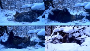 VIDEO: Rozšantený medveď. K radosti mu stačila len kopa snehu