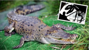 Dinosaurus alebo krokodíl? Čudný tvor v studni vystrašil ľudí