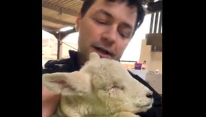 Polícia pátra po deťoch, ktoré surovo týrali ovečku. Zviera sadisticky bili a vypichli obe oči