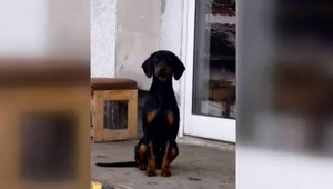 Zúfalý majiteľ stále pátra po sučkách Elze a Fany. Žiada o pomoc