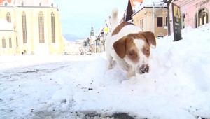 Psík, ktorému niekto nakvapkal do očí žieravinu, podstúpi operáciu. Polícia pátra po páchateľovi