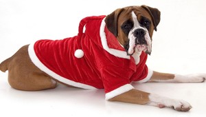 Pes ako vianočný darček? Dobre si to rozmyslite