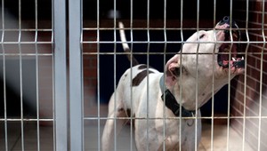 Psy zaútočili na mamičku s dieťaťom