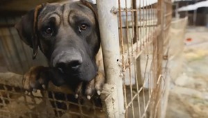 Pes strelil svojho majiteľa do chrbta. Ten tvrdí, že to určite nebol jeho zámer