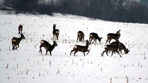 Pozor na zvieratá pri cestách: Čriedy vysokej zveri ohrozujú vodičov