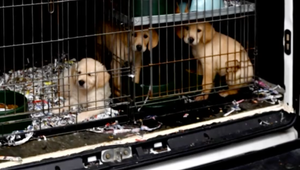 Nelegálny biznis so psami. Po reportáži TV JOJ spoznala tri šteniatka ich bývalá majiteľka