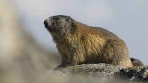 Chlpatá ozdoba Tatier: So svišťami prichádza aj jar