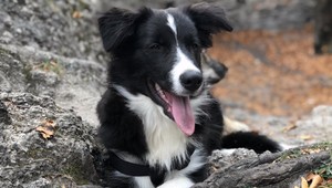 Na prechádzke mu zastrelili psa. Zrejme to urobil poľovník