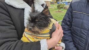 Malý Lucky prežil útok kríženého bojového psa, polícia incident prešetruje