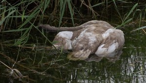 Prvý prípad vtáčej chrípky: Labute sa nakazili už pred príchodom zimy