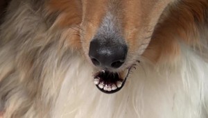 Pašovanie zvierat je tretím najvýnosnejším obchodom na svete. Mnohé vzácne druhy končia aj u nás