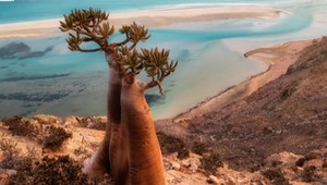 Check-in: Dračí ostrov - Sokotra