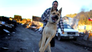 Trestná zodpovednosť za psa. Za uhryznutie 1 rok basy!