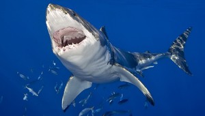 Mladíka prekvapil žralok, dve hodiny ho ťahal na kajaku