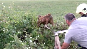 VIDEO: Hasiči zachraňovali dezorientované teliatko. Padlo do odkrytej šachty