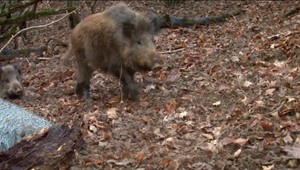 Poľovníci v lese našli 13 uhynutých diviakov. Mor ich ale nezabil
