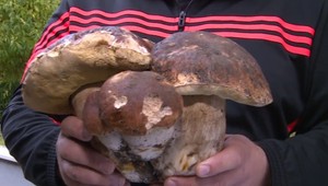 Hubársky úlovok roka. Našli celú rodinu