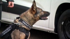 Pašeráci sú vynaliezavejší, colnícke psy ale odhalia aj 33 kíl hašišu v podlahe auta