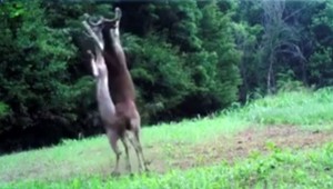 VIDEO: Mužovi sa podarilo zachytiť unikátne zábery z bitky dvoch jeleňov