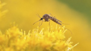 Na Slovensku komáre, ktoré prenášajú vírus Zika, zatiaľ neprežijú