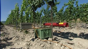 Vinári naštvali ľudí. So zvieratami bojujú s delami!