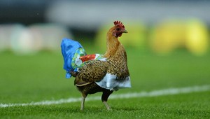Blackburn nezachránila medzi elitou ani klubová sliepka!