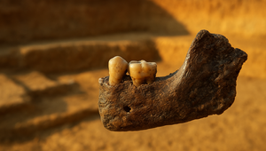 Našli zub, ktorý môže prepísať pôvod človeka: A nejde o Afriku