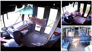 Srnka vpálila do autobusu cez predné sklo!