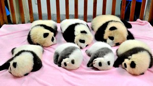 Netradičná súťaž krásy. Miss malá panda