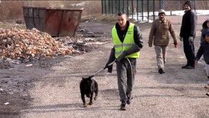 V Humennom spočítavali psov. Sú zúbožené, hladné a vysilené