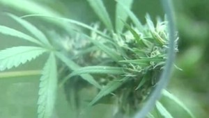 Mužovi, ktorý mal pestovať marihuanu na liečebné účely, hrozí 16 rokov natvrdo
