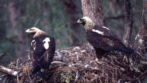Otrávený Orol kráľovský. Nádhernému dravcovi hrozí vyhynutie