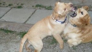 Majiteľke sa naraz stratili dva psíky, prosí o pomoc