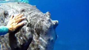 VIDEO: Vráskavec zachránil potápačku pred žralokom