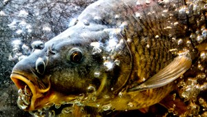 Naporcujte si rybu na filety. Predídete problémom...