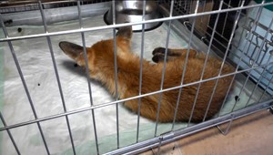 Veterinárka zachránila líšča. Potulky mestom sa preň mohli skončiť tragicky